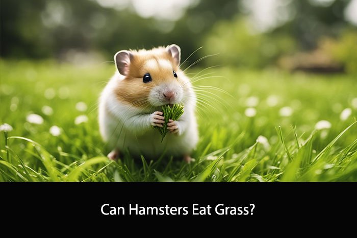 Can Hamsters Eat Grass?