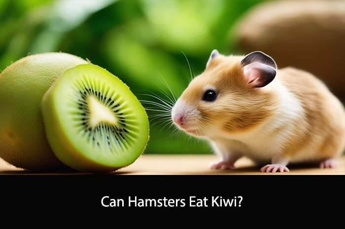 Can Hamsters Eat Kiwi?