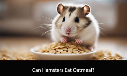Can Hamsters Eat Oatmeal?