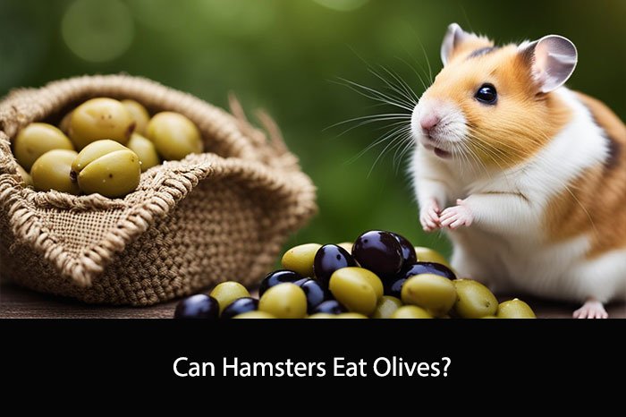 Can Hamsters Eat Olives?