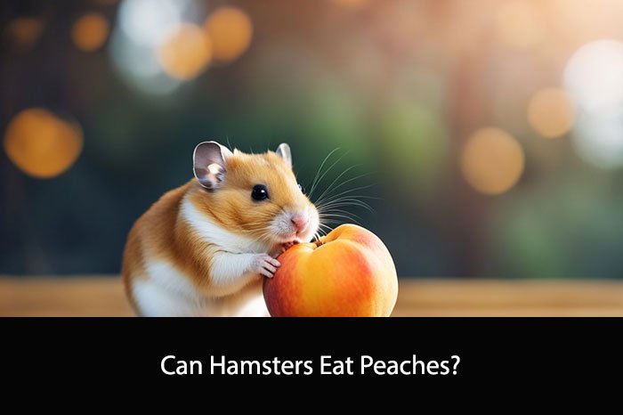 Can Hamsters Eat Peaches?