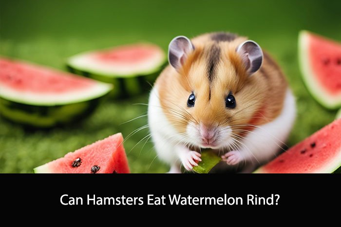 Can Hamsters Eat Watermelon Rind?