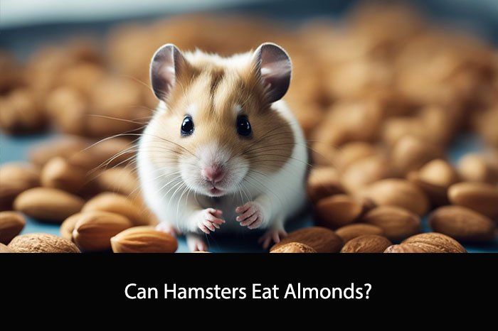 Can Hamsters Eat Almonds?