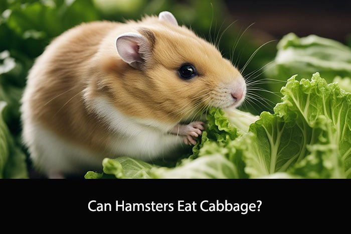Can Hamsters Eat Cabbage?
