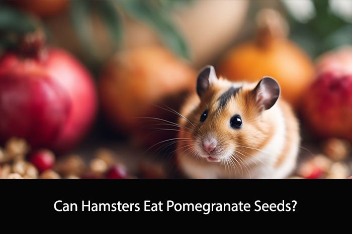 Can Hamsters Eat Pomegranate Seeds?