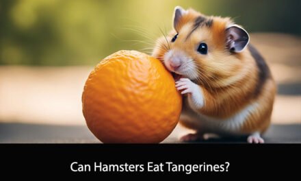 Can Hamsters Eat Tangerines?