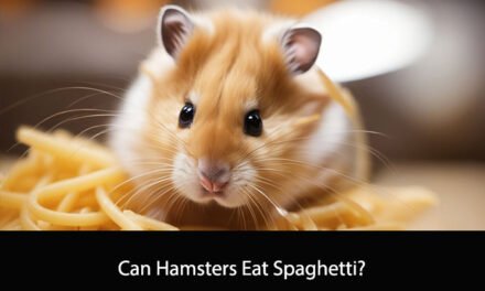 Can Hamsters Eat Spaghetti?
